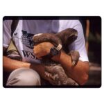 จากสัตว์ตัวแรก... สู่พันล้านชีวิต   World Animal Protection 75 ปีที่เราไม่ทิ้งกัน