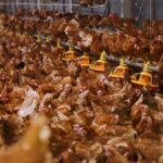 เกษมชัยฟู้ด เตรียมความพร้อมเพิ่มกำลังการผลิตไข่ไก่ปลอดกรง 3 เท่า ตั้งเป้าผลิต 100 ล้านฟองกลางปี 2569 รองรับความต้องการตลาด