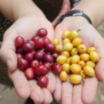 ECO-BRAND กาแฟใต้ร่มไม้ กับภารกิจคืนลมหายใจให้ผืนป่าและผู้คน