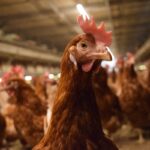 EGGTRACK 2025: การเปลี่ยนผ่านสู่ระบบปลอดกรงในประเทศไทยเดินหน้าอย่างต่อเนื่อง โดยความโปร่งใสและการดำเนินการของภาคธุรกิจยังคงเป็นปัจจัยสำคัญ
