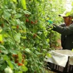 จากเกษตรแบบเดิม สู่ “Smart Farm” ห้วยน้ำขาว ยกระดับการผลิต สร้างรายได้ พัฒนาชุมชนบนพื้นที่สูงอย่างยั่งยืน